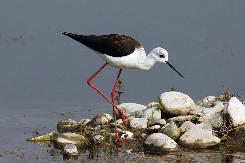 Cavaliere d''italia (Himantopus himantopus)